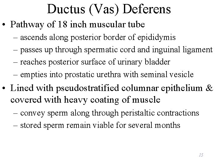 Ductus (Vas) Deferens • Pathway of 18 inch muscular tube – ascends along posterior