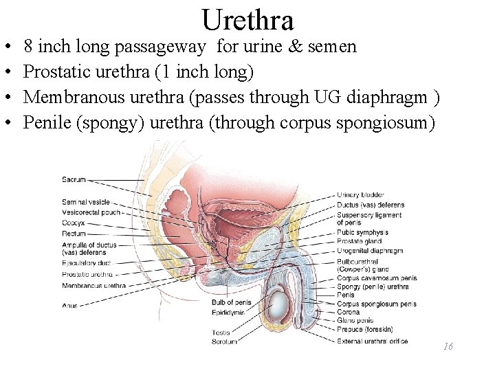  • • Urethra 8 inch long passageway for urine & semen Prostatic urethra