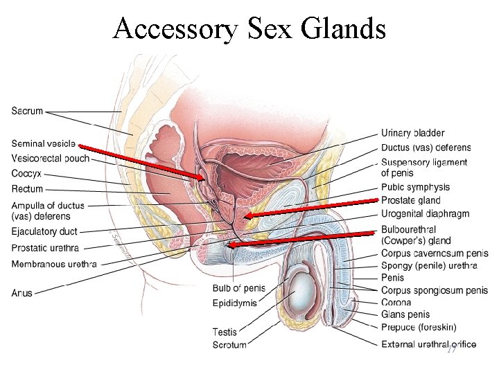 Accessory Sex Glands 17 