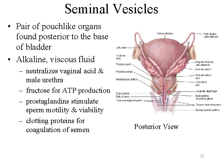 Seminal Vesicles • Pair of pouchlike organs found posterior to the base of bladder