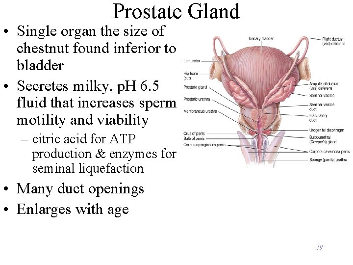 Prostate Gland • Single organ the size of chestnut found inferior to bladder •