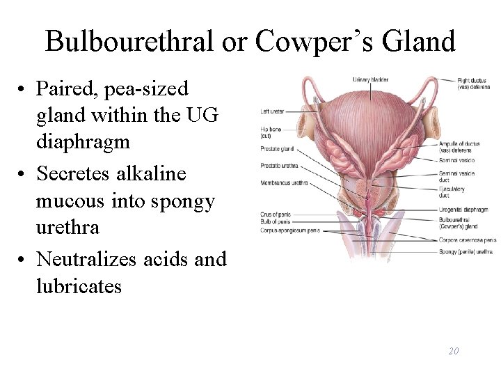 Bulbourethral or Cowper’s Gland • Paired, pea-sized gland within the UG diaphragm • Secretes