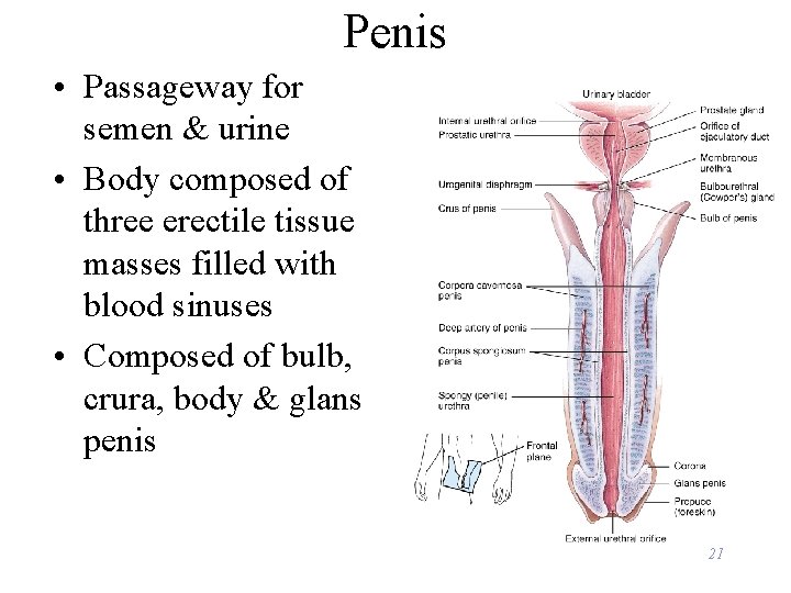 Penis • Passageway for semen & urine • Body composed of three erectile tissue