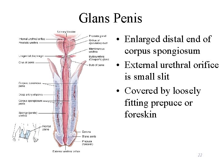 Glans Penis • Enlarged distal end of corpus spongiosum • External urethral orifice is