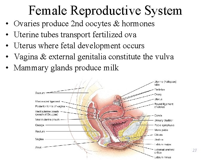 Female Reproductive System • • • Ovaries produce 2 nd oocytes & hormones Uterine