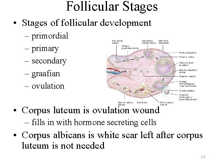 Follicular Stages • Stages of follicular development – primordial – primary – secondary –