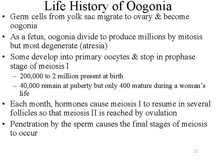 Life History of Oogonia • Germ cells from yolk sac migrate to ovary &