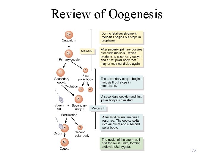 Review of Oogenesis 26 