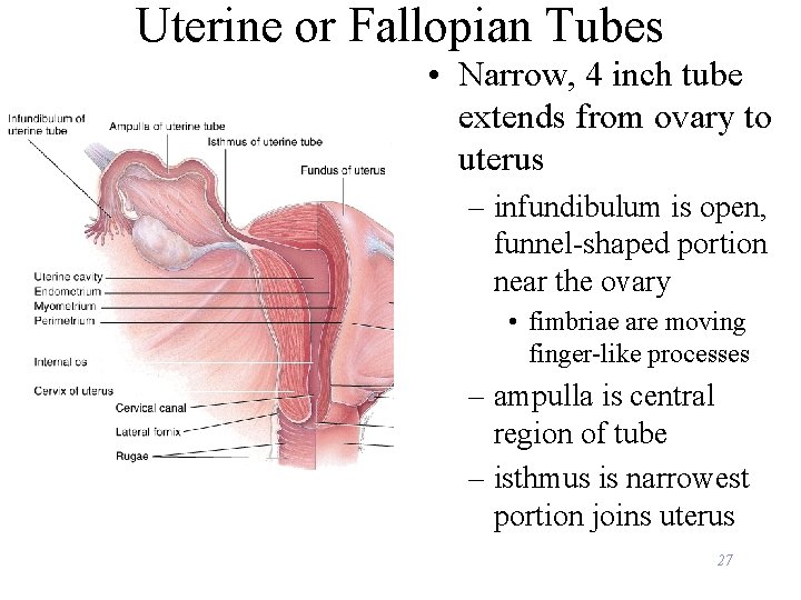 Uterine or Fallopian Tubes • Narrow, 4 inch tube extends from ovary to uterus