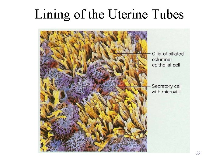 Lining of the Uterine Tubes 29 