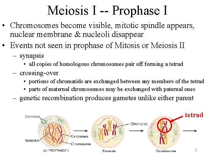 Meiosis I -- Prophase I • Chromosomes become visible, mitotic spindle appears, nuclear membrane