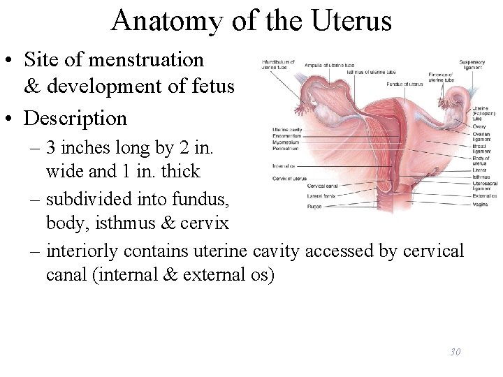 Anatomy of the Uterus • Site of menstruation & development of fetus • Description