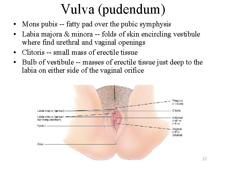 Vulva (pudendum) • Mons pubis -- fatty pad over the pubic symphysis • Labia