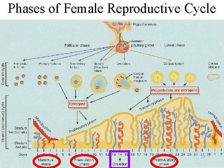 Phases of Female Reproductive Cycle 34 