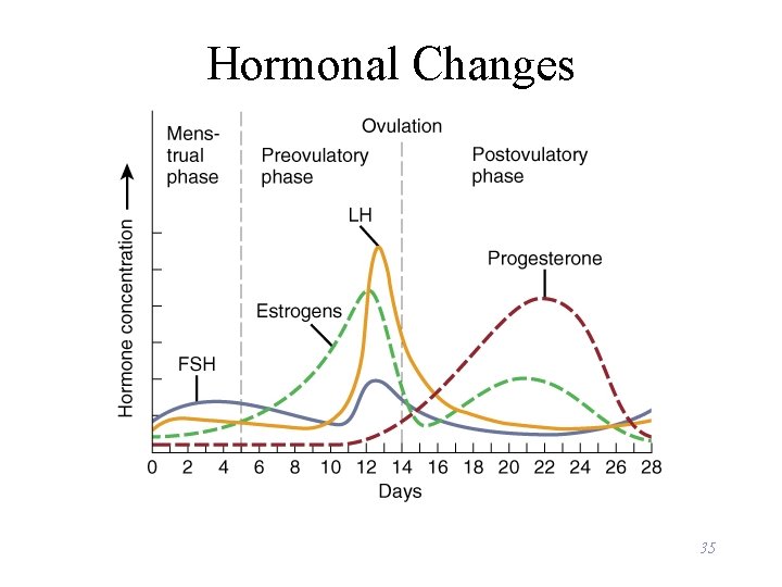 Hormonal Changes 35 