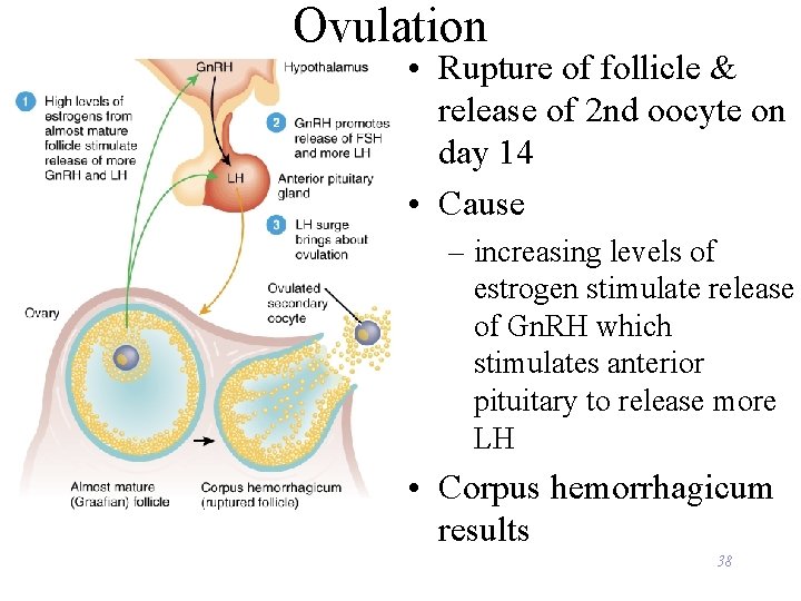 Ovulation • Rupture of follicle & release of 2 nd oocyte on day 14