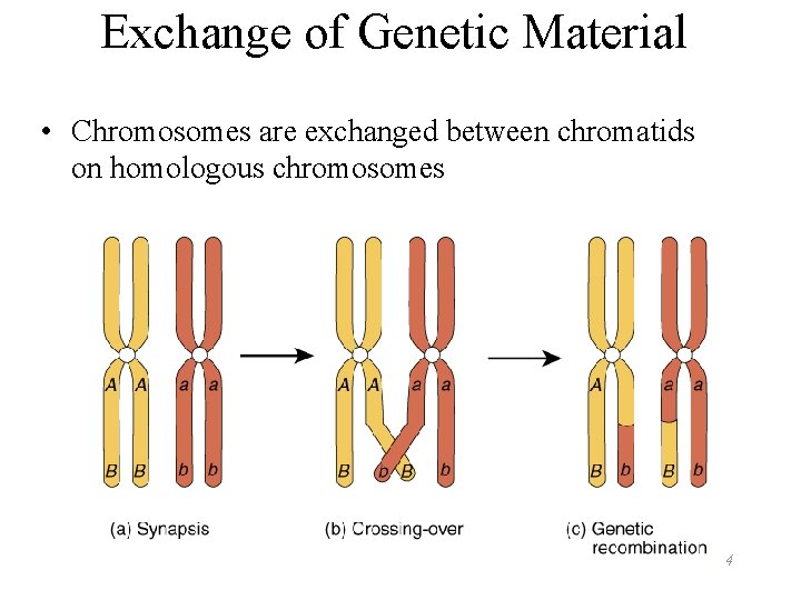 Exchange of Genetic Material • Chromosomes are exchanged between chromatids on homologous chromosomes 4