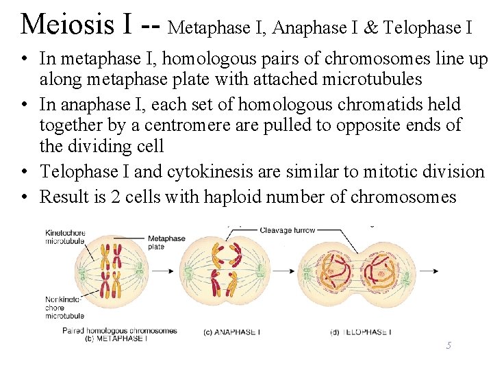 Meiosis I -- Metaphase I, Anaphase I & Telophase I • In metaphase I,