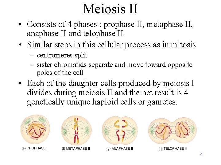 Meiosis II • Consists of 4 phases : prophase II, metaphase II, anaphase II