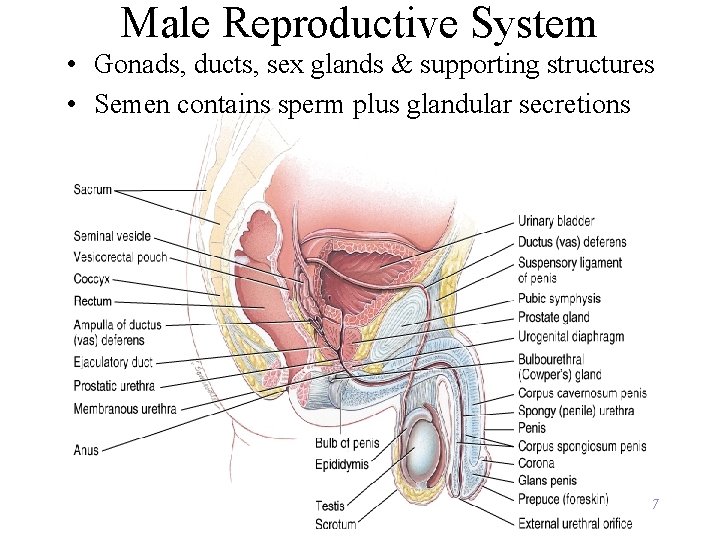 Male Reproductive System • Gonads, ducts, sex glands & supporting structures • Semen contains