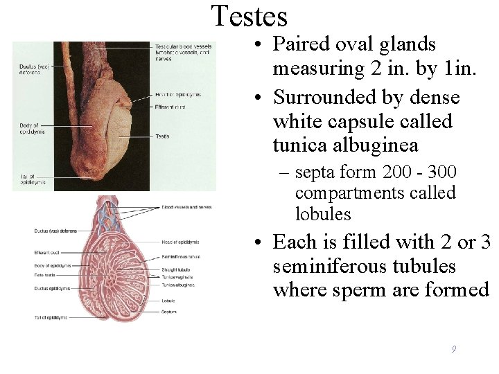 Testes • Paired oval glands measuring 2 in. by 1 in. • Surrounded by