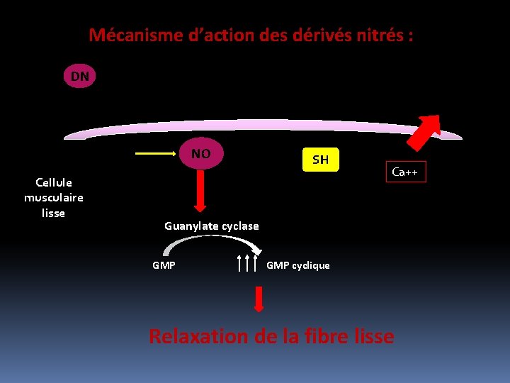Mécanisme d’action des dérivés nitrés : DN NO Cellule musculaire lisse SH Ca++ Guanylate Mécanisme d’action des dérivés nitrés : DN NO Cellule musculaire lisse SH Ca++ Guanylate