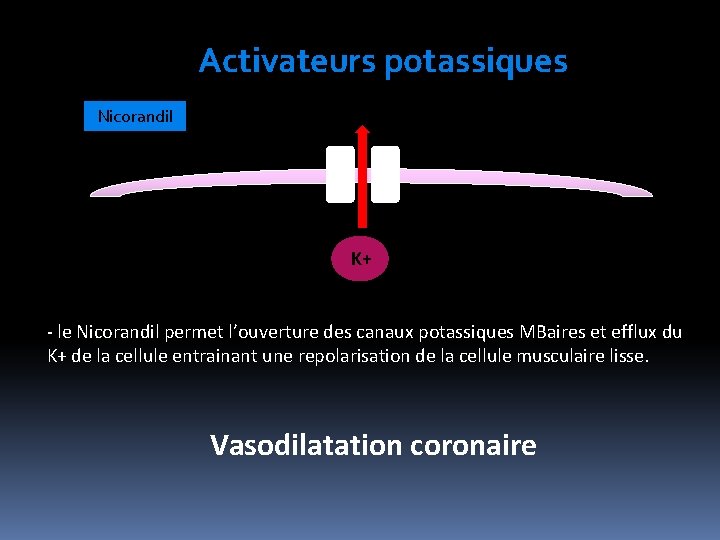 Activateurs potassiques Nicorandil K+ - le Nicorandil permet l’ouverture des canaux potassiques MBaires et