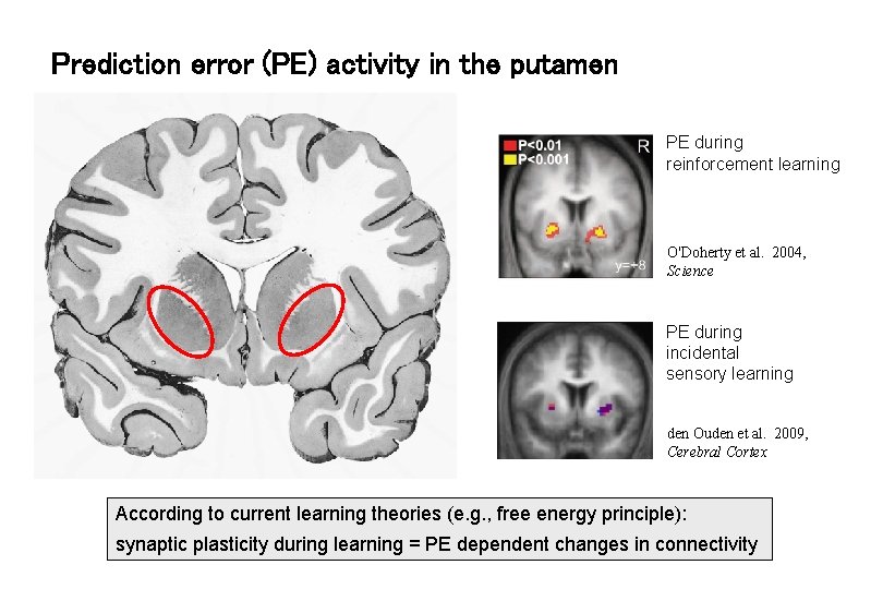 Prediction error (PE) activity in the putamen PE during reinforcement learning O'Doherty et al.