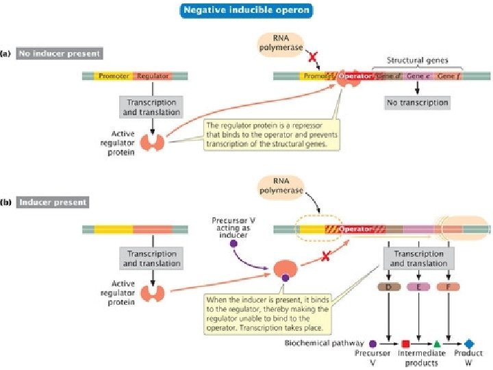 Operon Solution Operon concept B Sc III Dr Narayan Mane