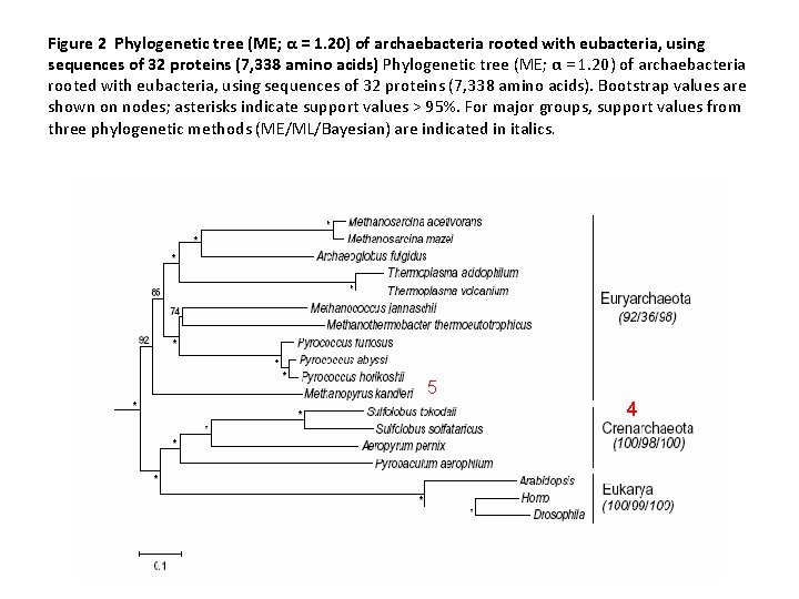 Figure 2 Phylogenetic tree (ME; α = 1. 20) of archaebacteria rooted with eubacteria,