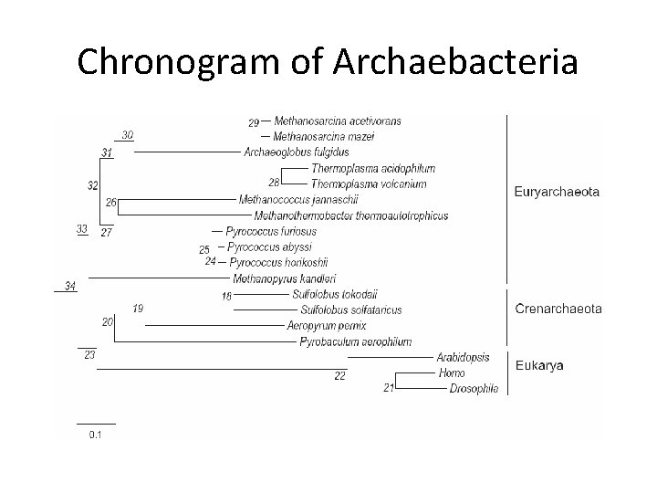 Chronogram of Archaebacteria 