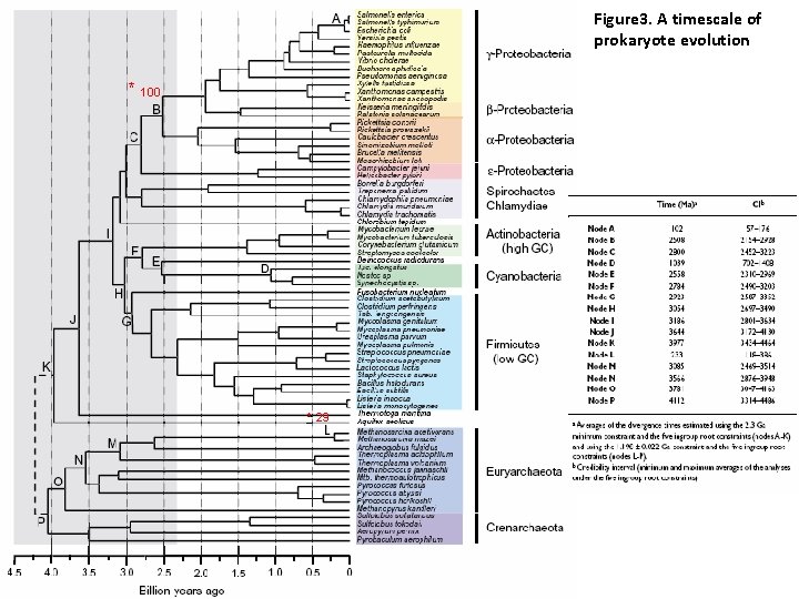Figure 3. A timescale of prokaryote evolution * 100 * 29 