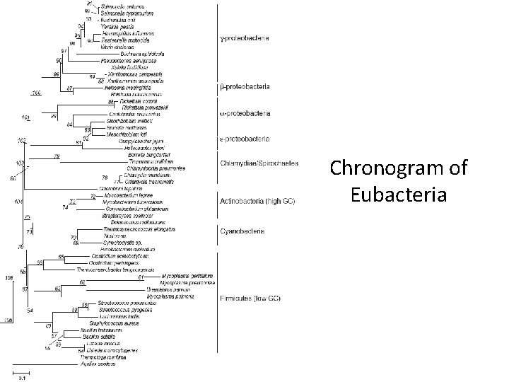 Chronogram of Eubacteria 