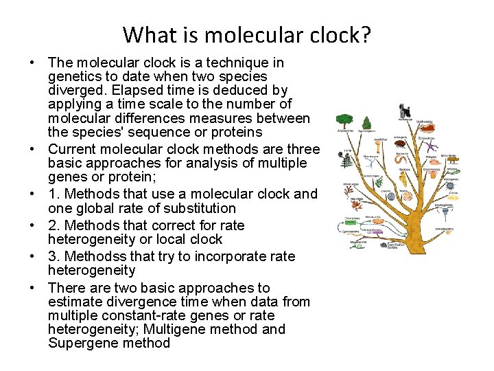 What is molecular clock? • The molecular clock is a technique in genetics to