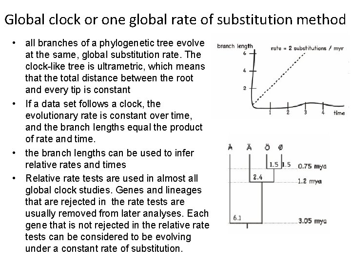 Global clock or one global rate of substitution method • all branches of a