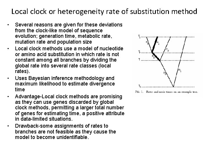 Local clock or heterogeneity rate of substitution method • • • Several reasons are