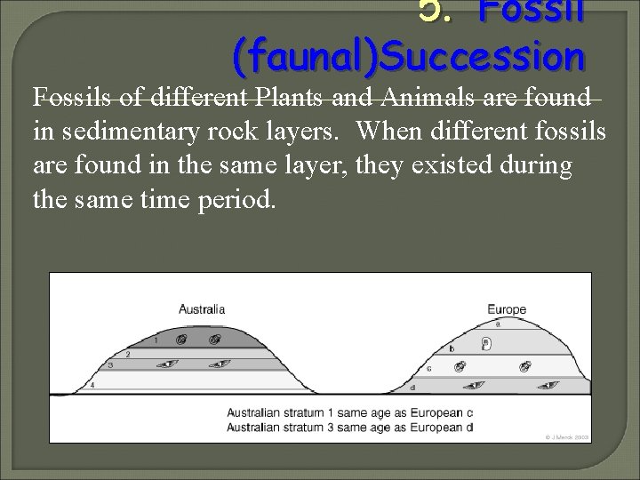 5. Fossil (faunal)Succession Fossils of different Plants and Animals are found in sedimentary rock