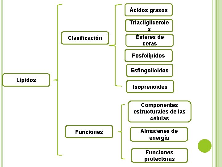 Ácidos grasos Clasificación Triacilglicerole s Ésteres de ceras Fosfolípidos Esfingolíoidos Lípidos Isoprenoides Componentes estructurales