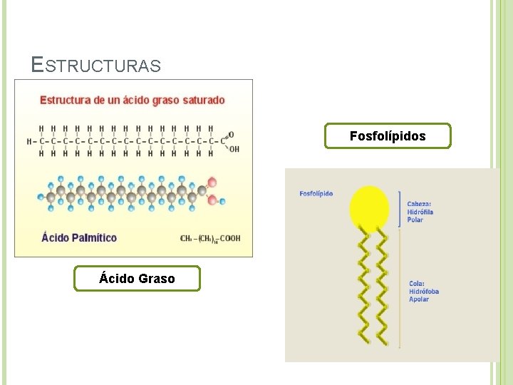 ESTRUCTURAS Fosfolípidos Ácido Graso 