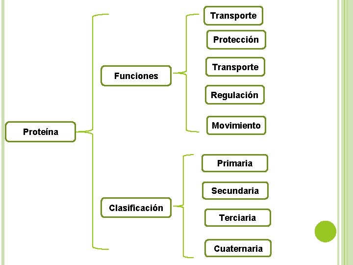 Transporte Protección Funciones Transporte Regulación Movimiento Proteína Primaria Secundaria Clasificación Terciaria Cuaternaria 