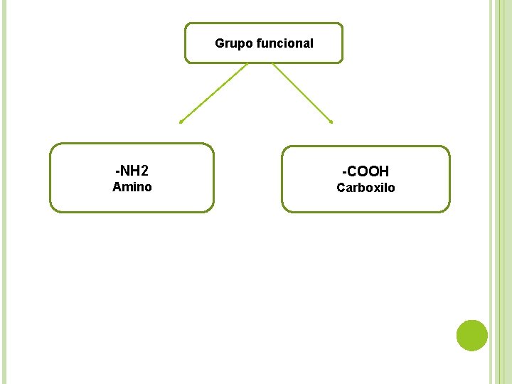 Grupo funcional -NH 2 Amino -COOH Carboxilo 