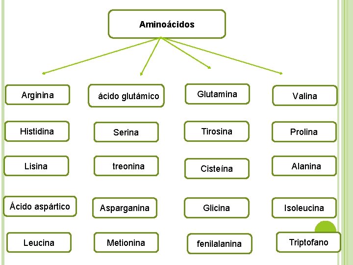 Aminoácidos Arginina ácido glutámico Glutamina Valina Histidina Serina Tirosina Prolina Lisina treonina Cisteína Alanina