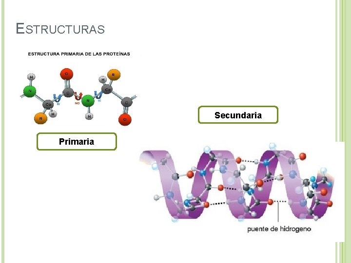  ESTRUCTURAS Secundaria Primaria 