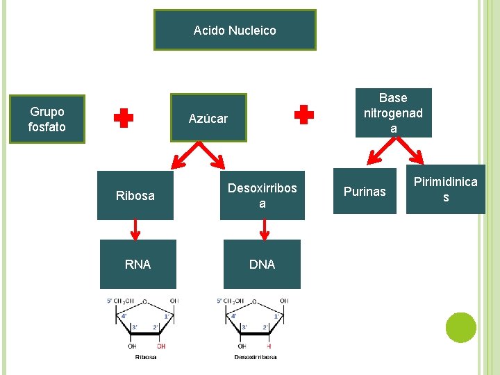 Acido Nucleico Grupo fosfato Base nitrogenad a Azúcar Ribosa Desoxirribos a RNA DNA Purinas