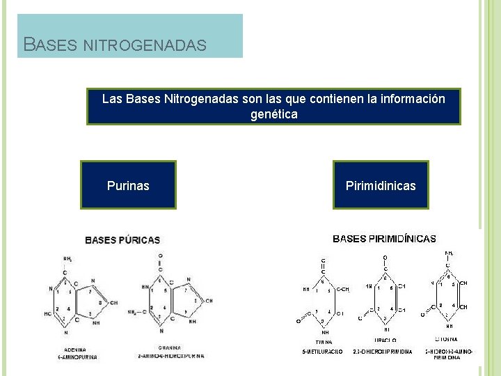 BASES NITROGENADAS Las Bases Nitrogenadas son las que contienen la información genética Purinas Pirimidinicas