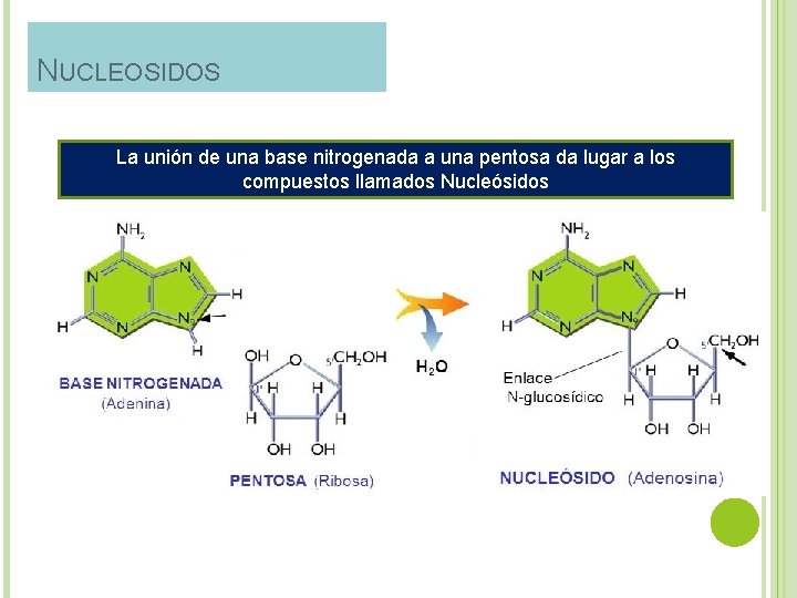 NUCLEOSIDOS La unión de una base nitrogenada a una pentosa da lugar a los