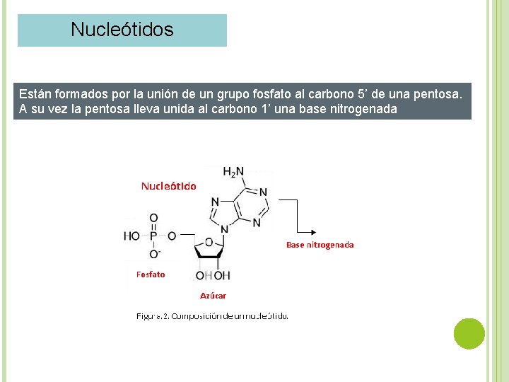 Nucleótidos Están formados por la unión de un grupo fosfato al carbono 5’ de