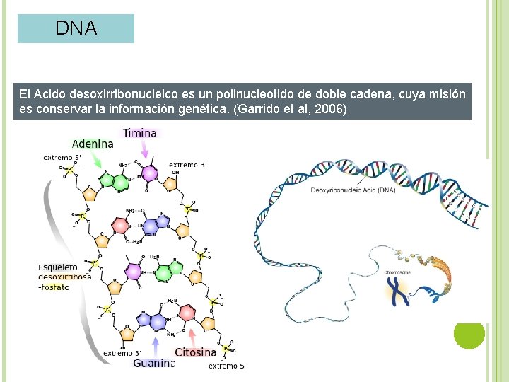 DNA El Acido desoxirribonucleico es un polinucleotido de doble cadena, cuya misión es conservar