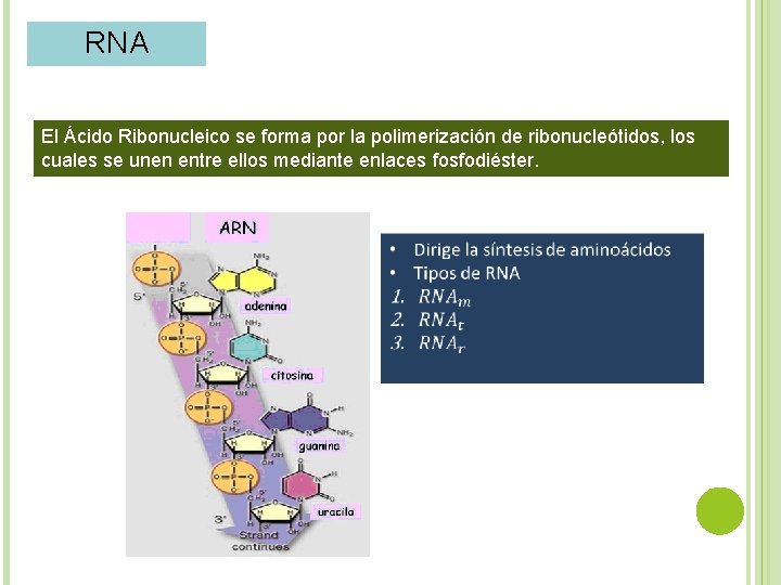 RNA El Ácido Ribonucleico se forma por la polimerización de ribonucleótidos, los cuales se