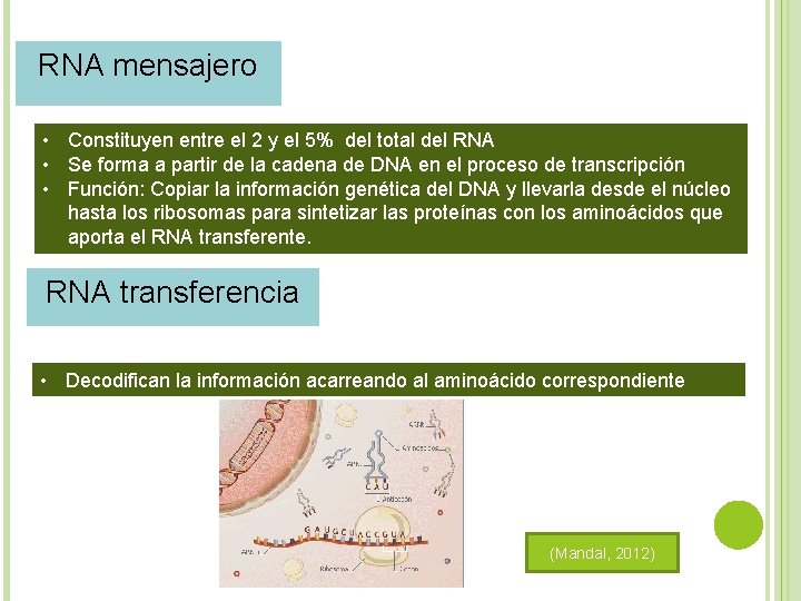 RNA mensajero • Constituyen entre el 2 y el 5% del total del RNA